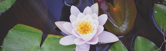 上門龍婿葉辰蕭初然_第2832章 先贏她一次！