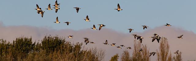 上門龍婿葉辰蕭初然_第3156章 這么損的事情都干得出來