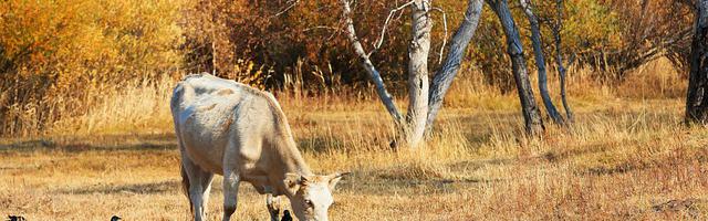 上門龍婿葉辰蕭初然_第2320章 踏實收下！