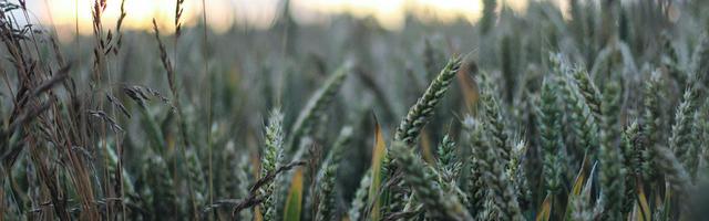 上門龍婿葉辰蕭初然_第3310章 不是保護，是生產