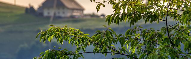 上門龍婿葉辰蕭初然_第2373章 冒名頂替
