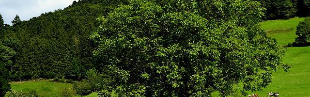 上門龍婿葉辰蕭初然_第3245章 效一生犬馬之勞