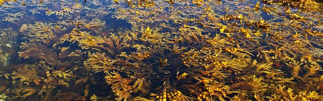 上門龍婿葉辰蕭初然_第3120章 公開處刑