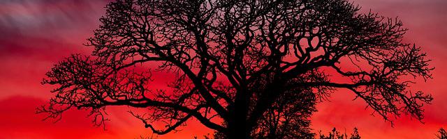 上門龍婿葉辰蕭初然_第313章 贖罪去吧！