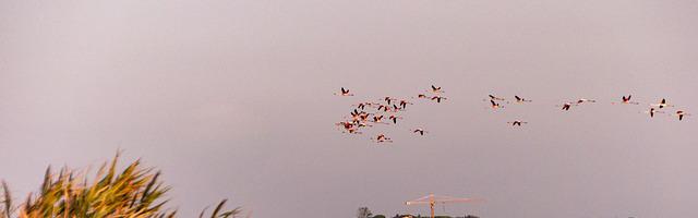 上門龍婿葉辰蕭初然_第451章 我向你保證