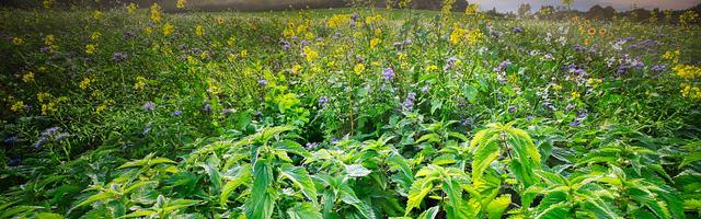 上門龍婿葉辰蕭初然_第632章 自取其辱